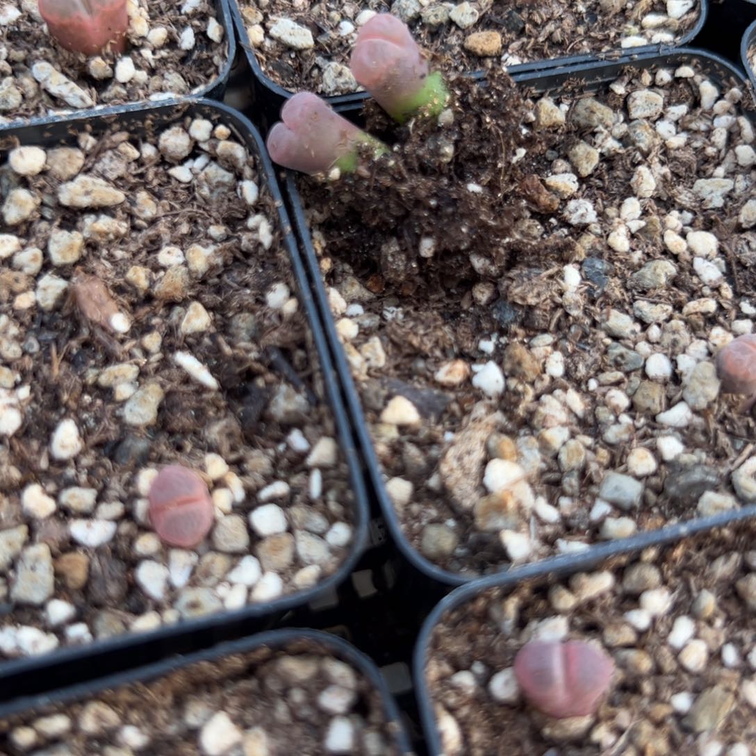 3-30量拍流沙风铃一颗