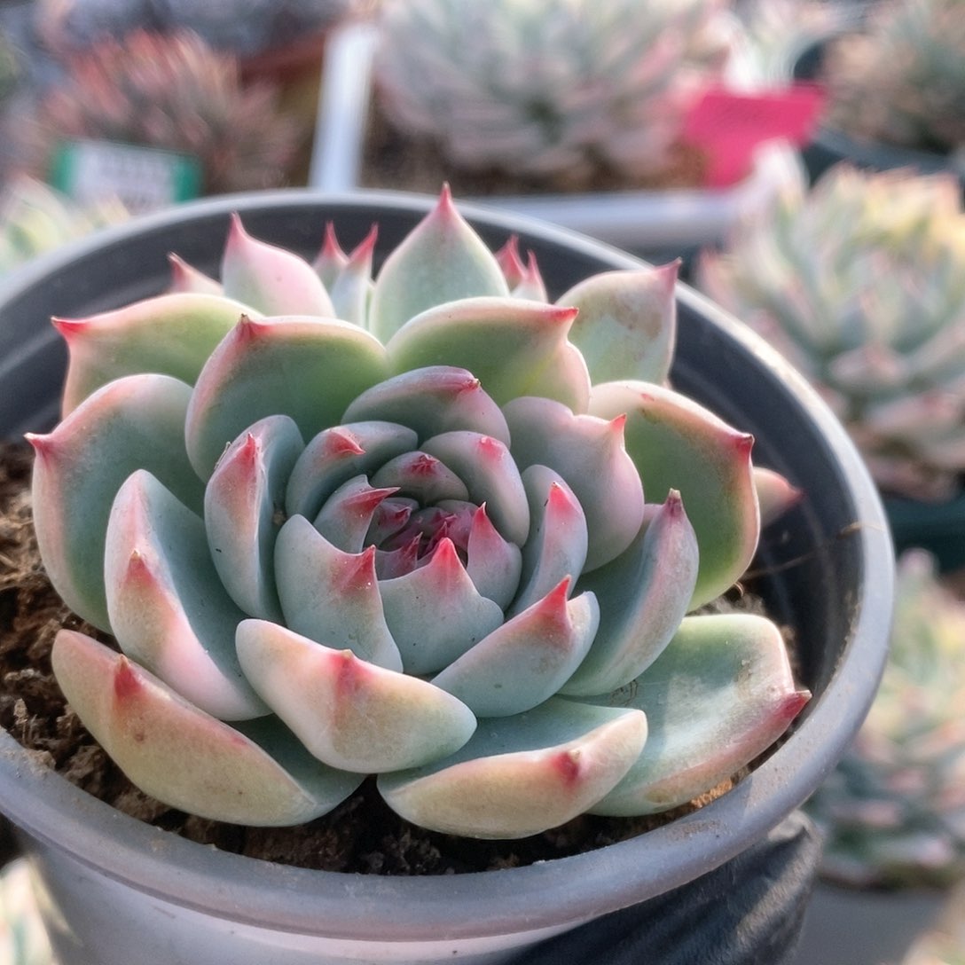 267锦锦锦锦锦锦锦