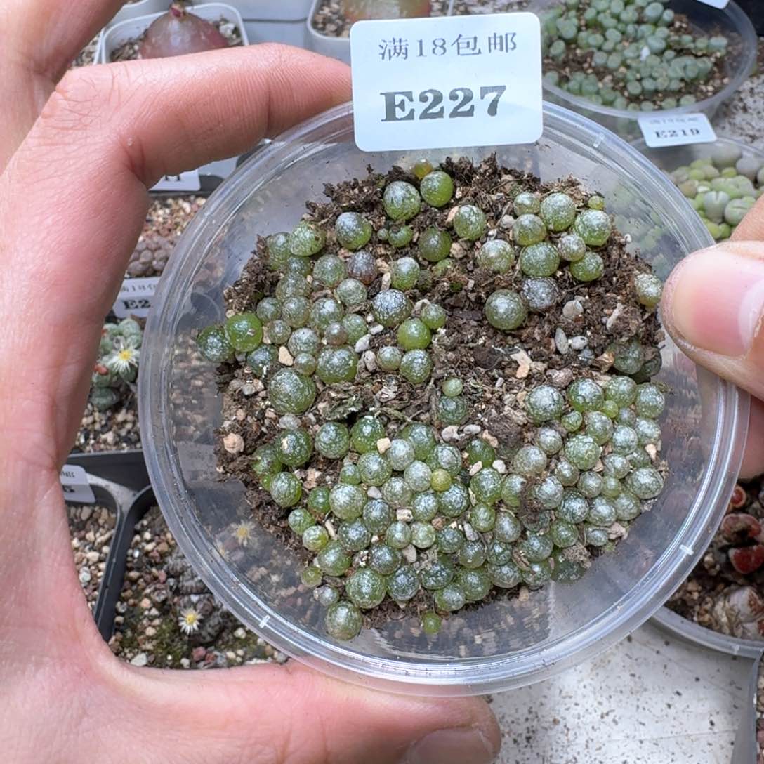 E227 小灯泡数量特别多