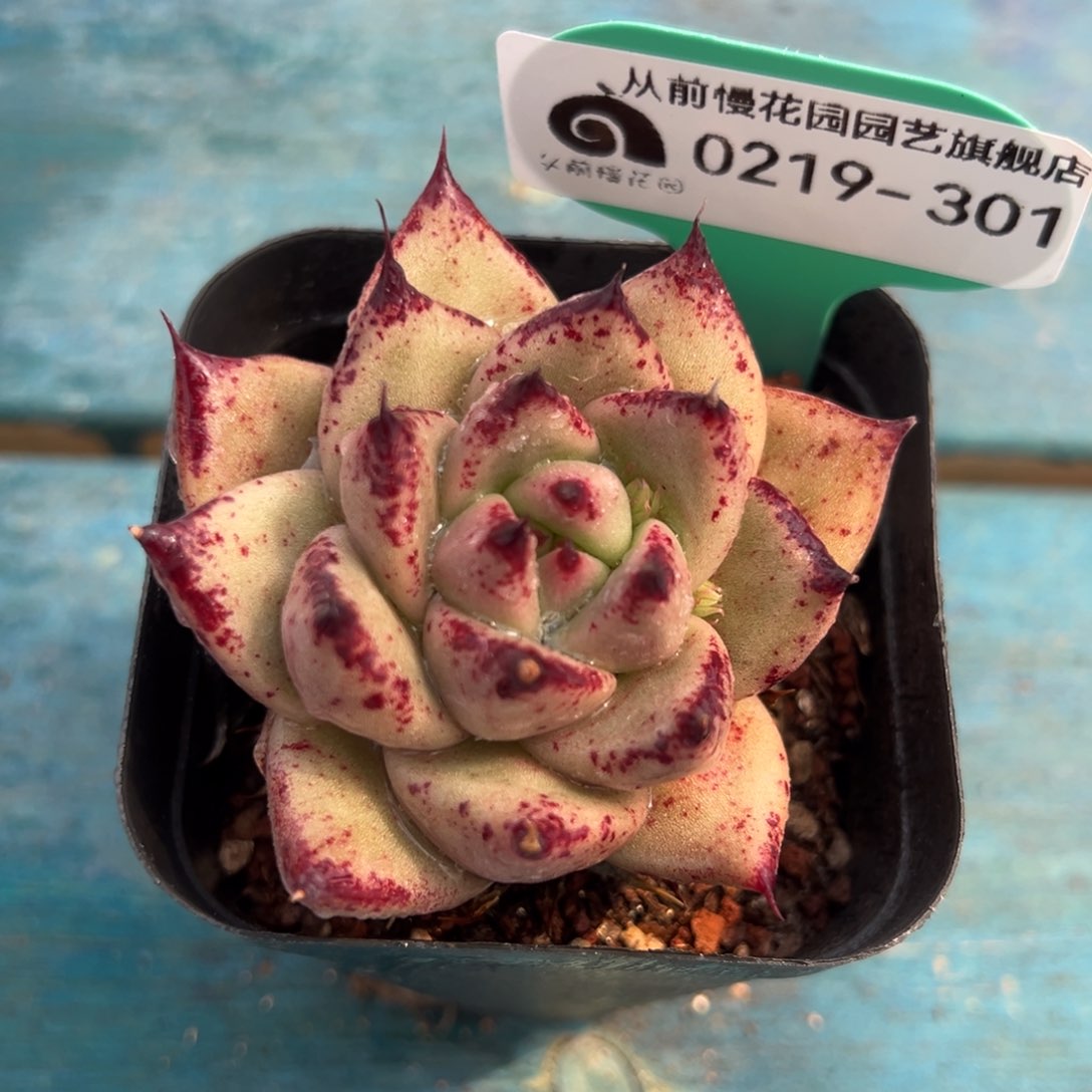 从前慢多肉精选编号0219.301