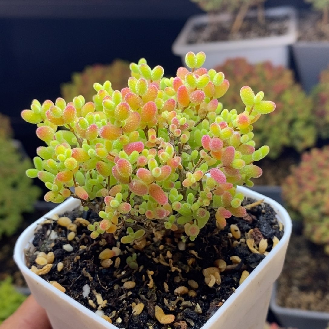 398号蜜橘糖球枝干多肉