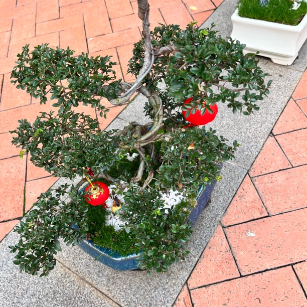 瓷花盆虎刺造型盆栽四季常绿
