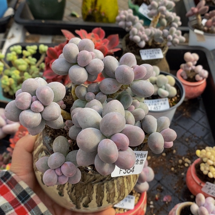 香水手指奶10cm364多肉植物