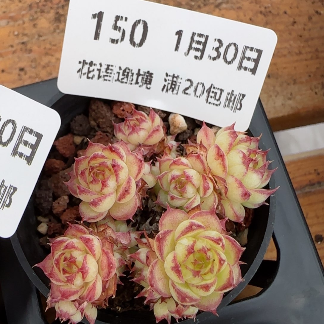 花语逸镜0130-150