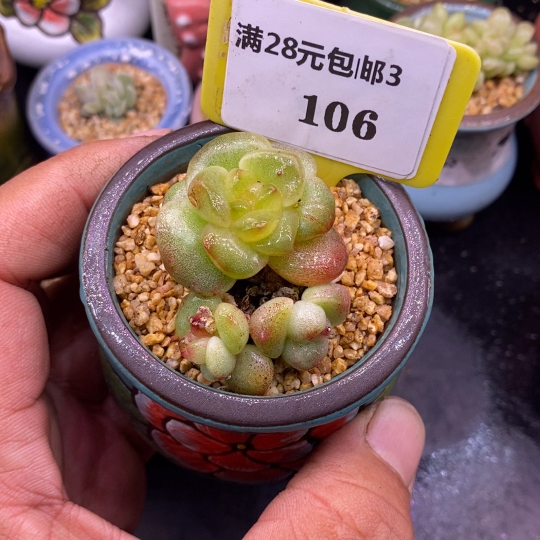 飞***鱼3106冰玉石化冰锦老桩