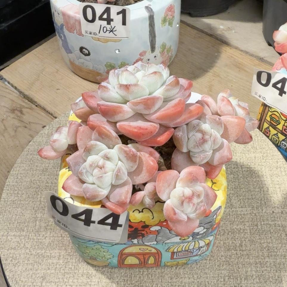 044号冰玉群生老桩9头11cm