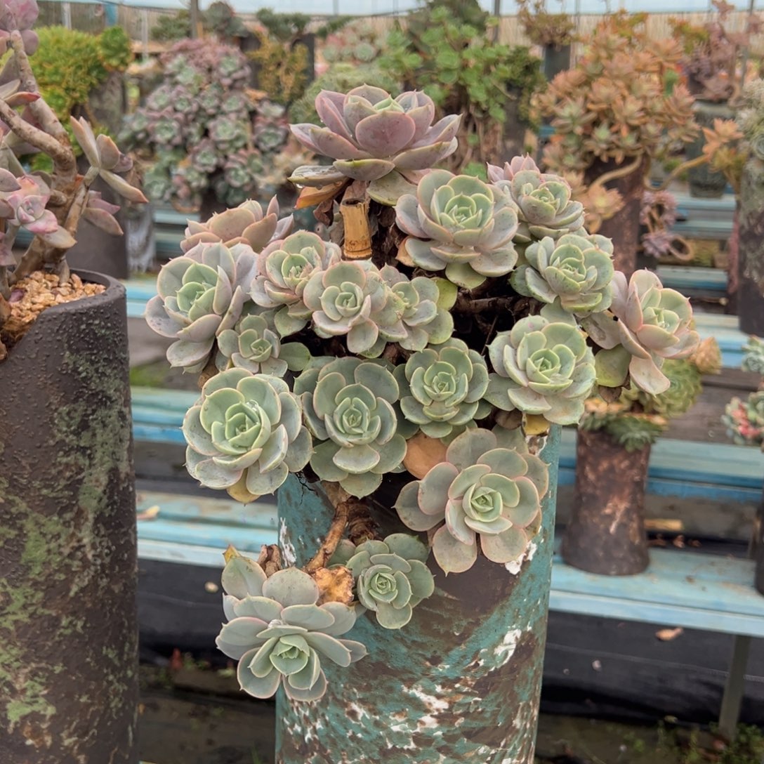 露养老桩脱土裸根蓝色苍鹭