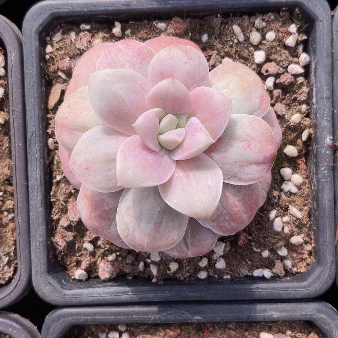 山茶花8.5公分9999899