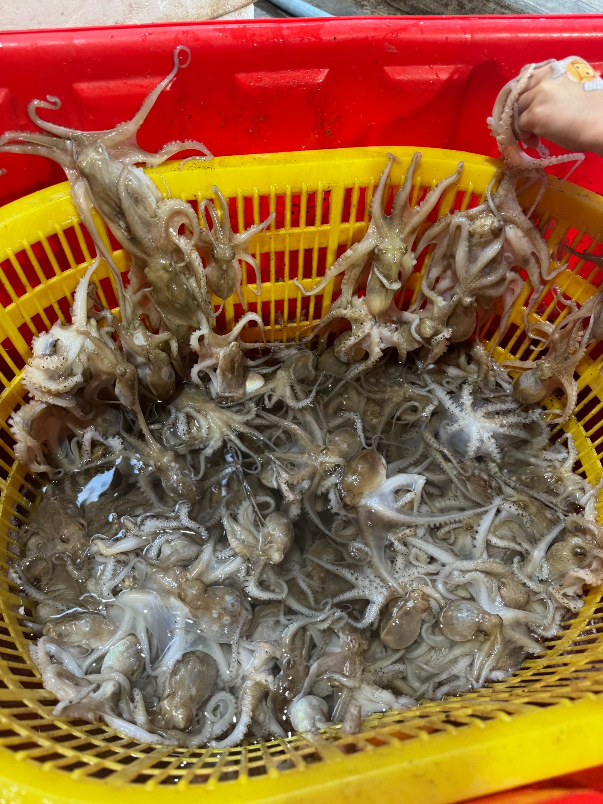 本地天然短小八爪鱼（新鲜海鲜有点缩水正常）嫌小勿拍