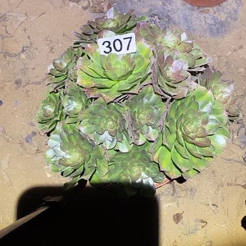 多肉植物法师307安娜