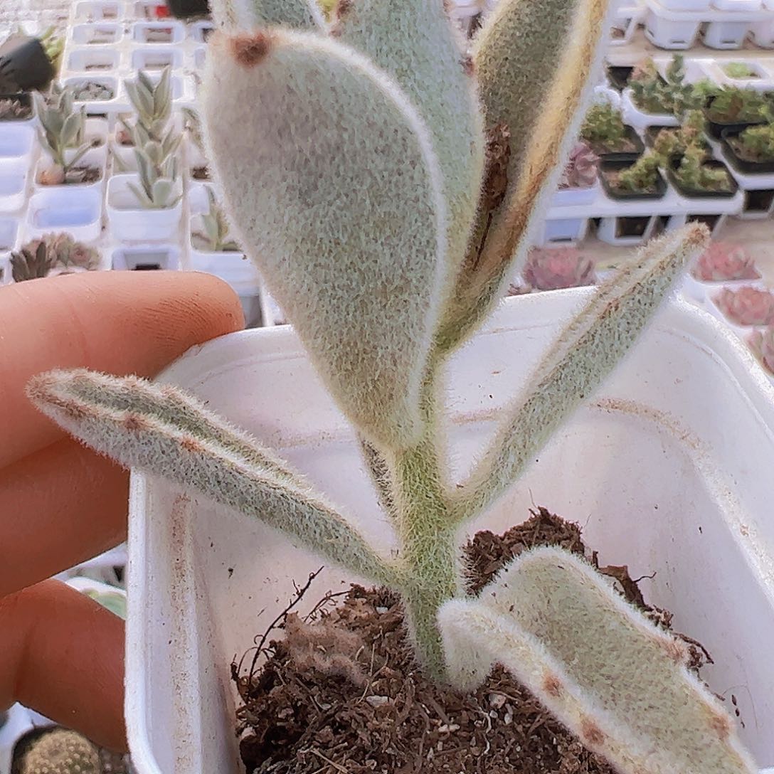 大白兔子19包邮多肉托土发货