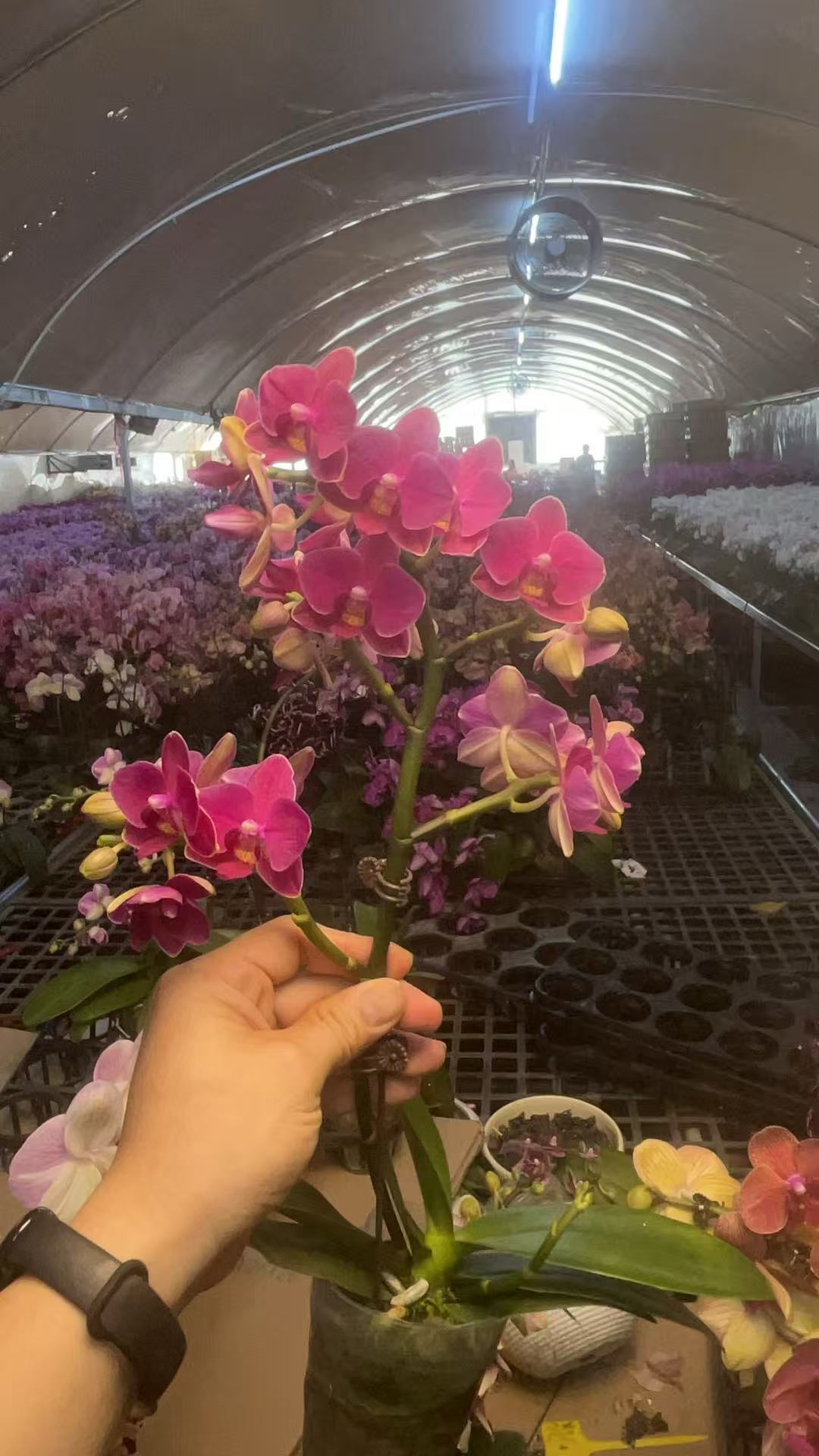 蝴蝶兰【满堂红】双花剑 稀有  室内花花 广州基地直发