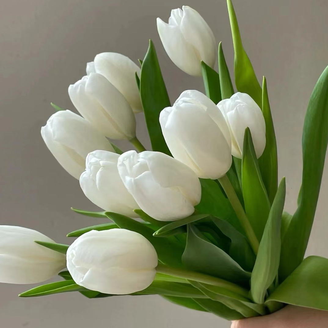 福利郁金香任意选2扎普通地区包邮