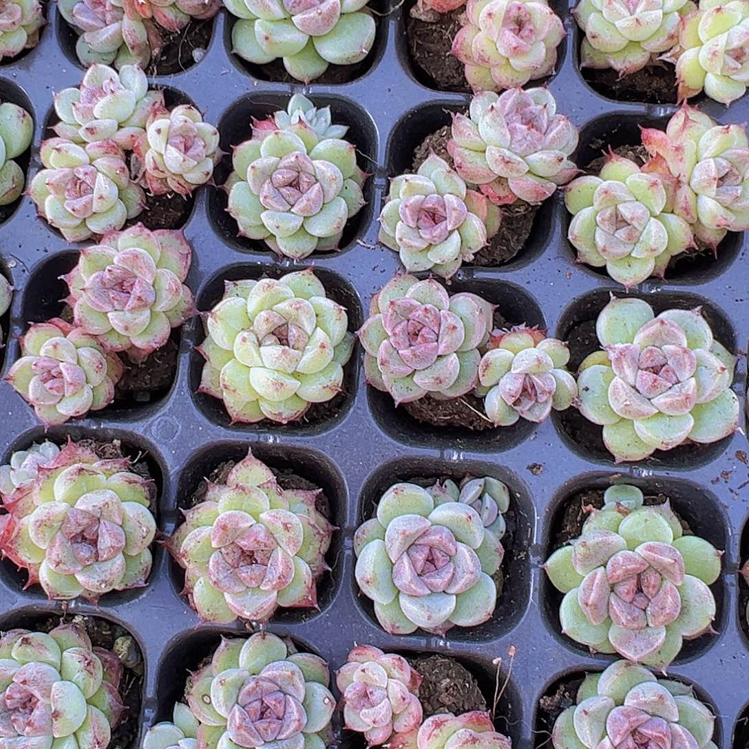 穴盘赤水晶3颗19包邮多肉