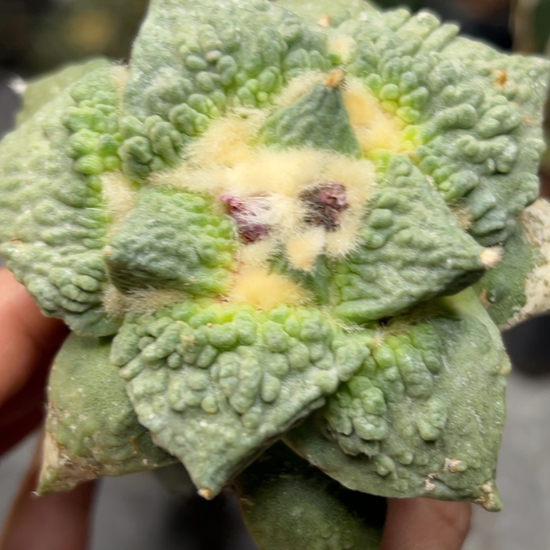 786 仙人球的比赛将于