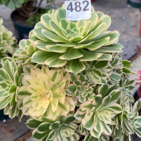 482碧玉25厘米左右