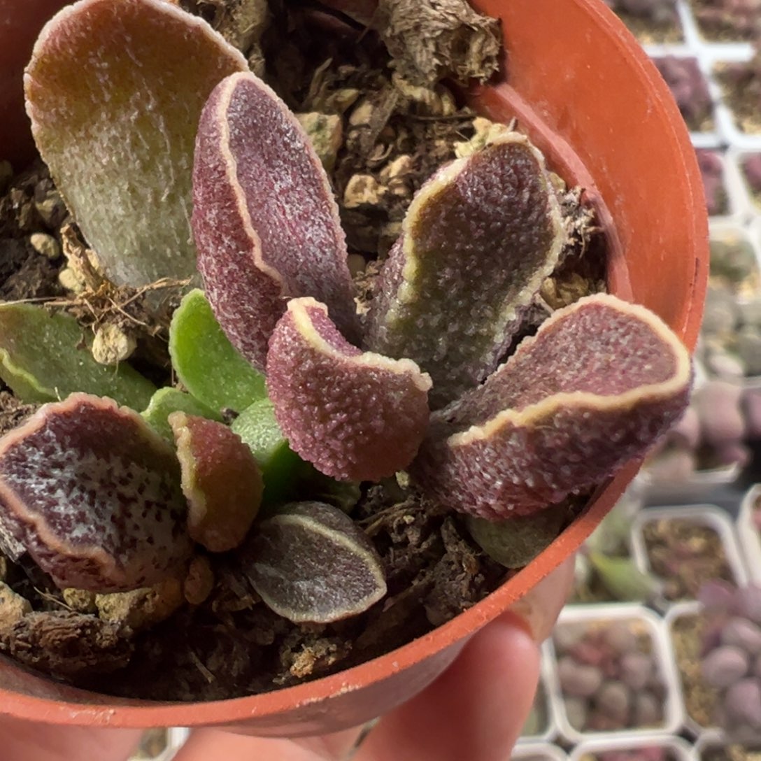梅洛子大苗多肉植物水泡多肉植物