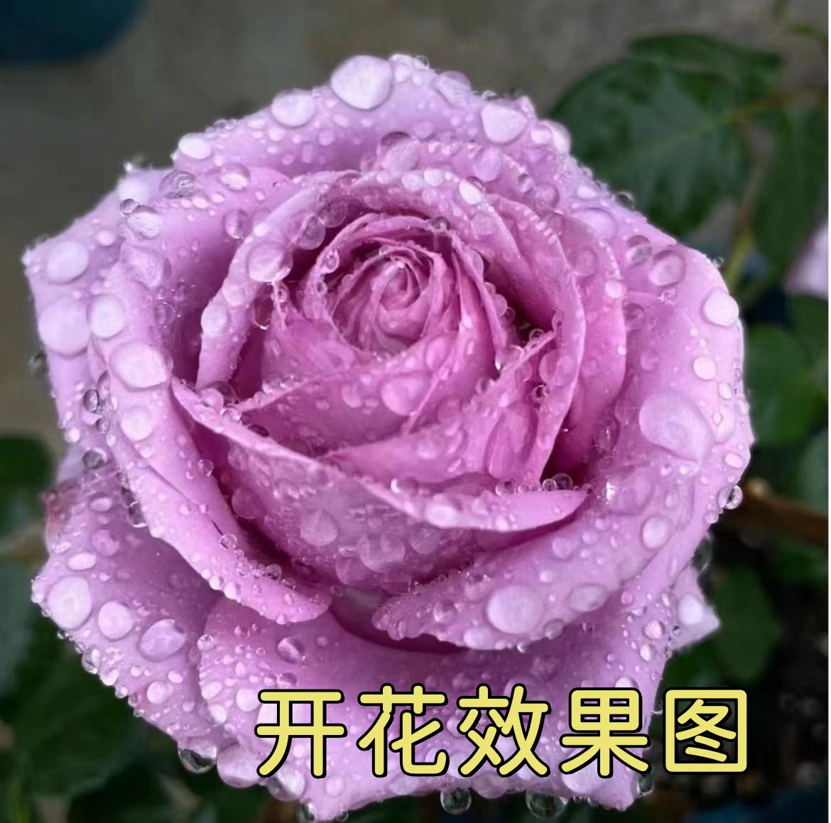 唐【水王星】+【艾莎【强笋发货】】星花怒放花苞发货月季花苗四季开花