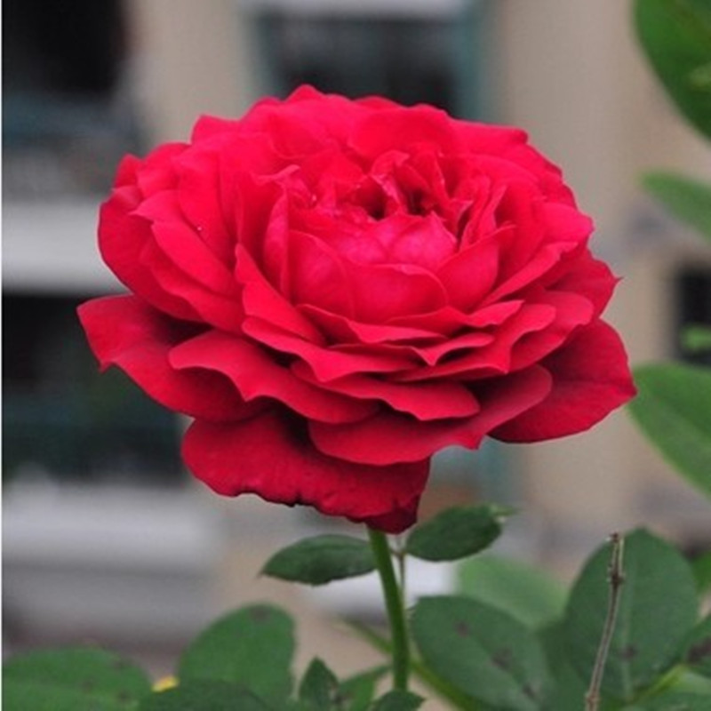 【3棵包邮】詹尼斯月季玫瑰花苗正红色阳台盆栽花卉多季开