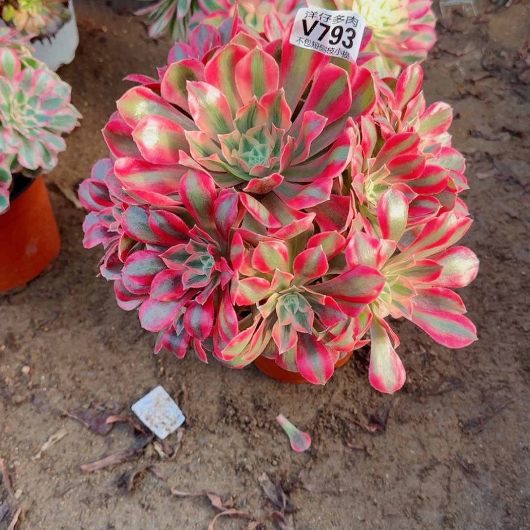 女妖发师793冠幅23