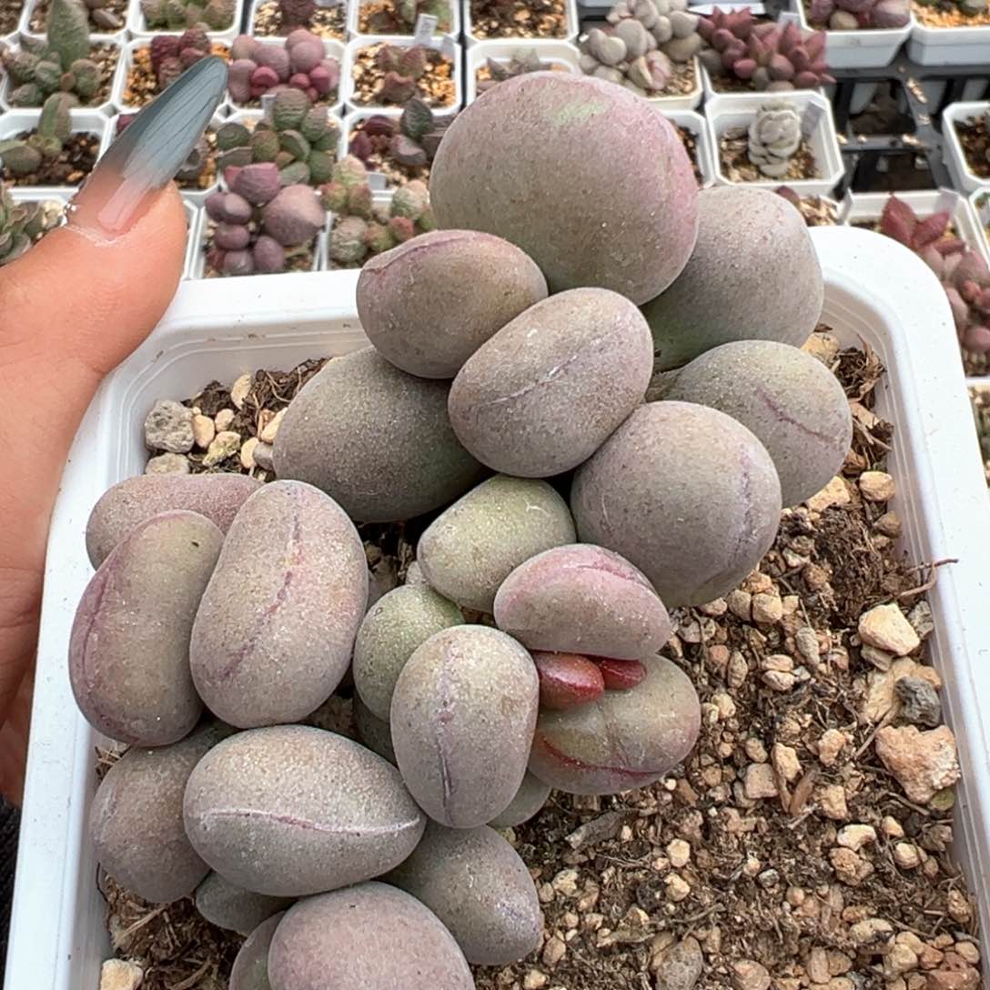 纯木质桩球球紫蛋多肉植物水泡