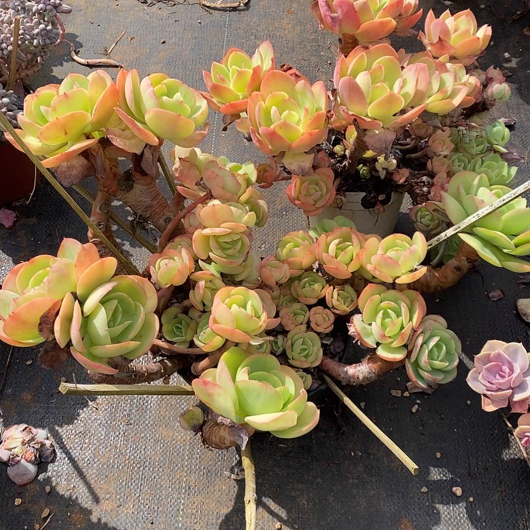 碧桃两颗老朱多肉