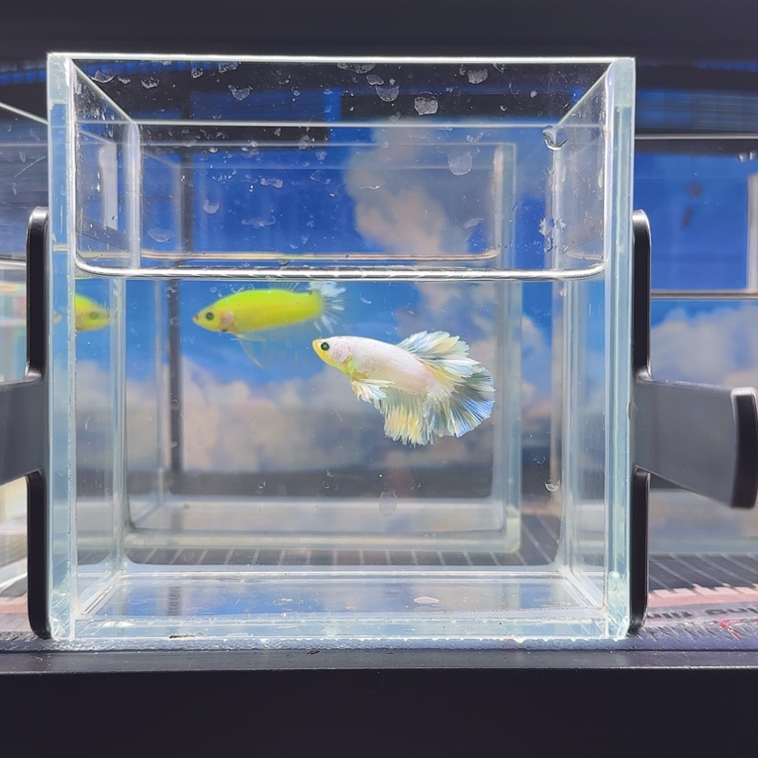 斗鱼精品高品质vip绣球绿魔