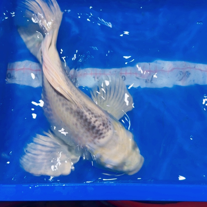 海水鱼蝴蝶鲤包邮100