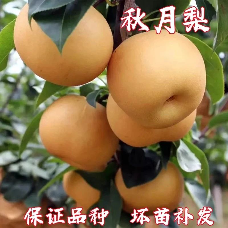 秋月梨树苗嫁接梨树果苗庭院梨子果树苗翠冠梨【2-3年苗买1送2】