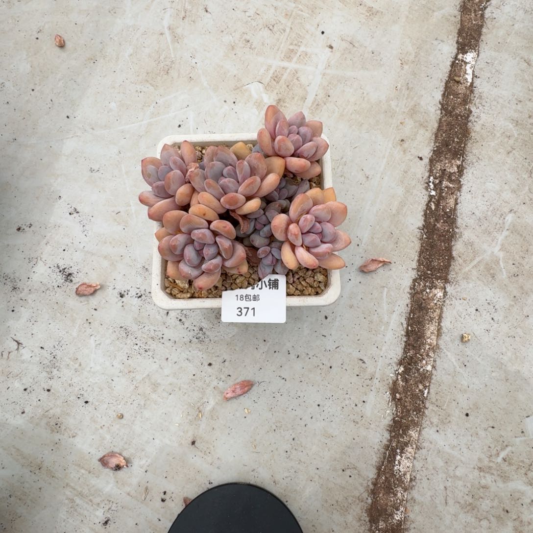 J****粥多肉植物新年快乐371