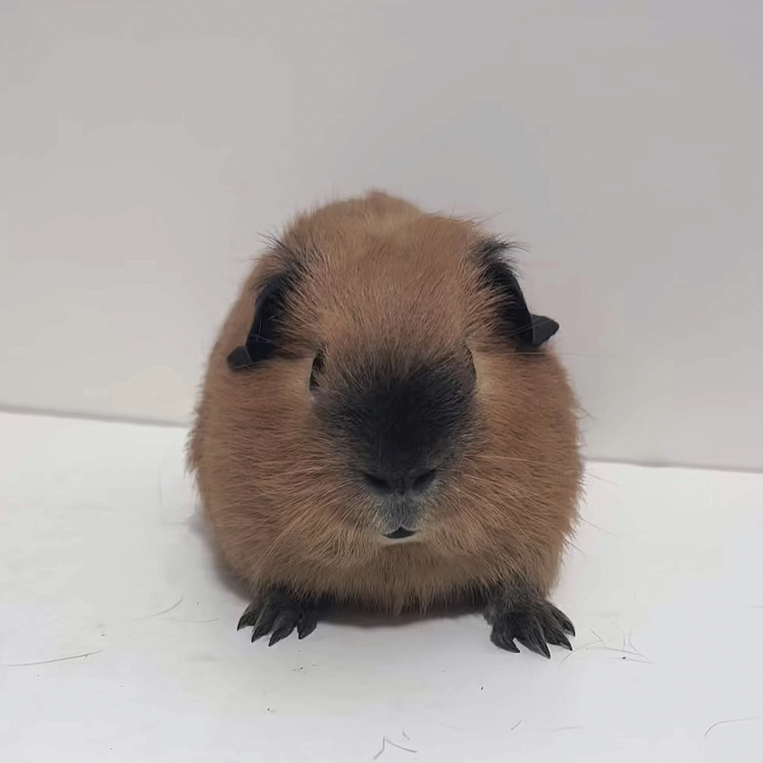 棕色加州荷兰猪弟弟八黑无暇