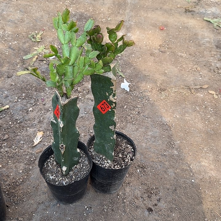 673+674嫁接蟹爪兰：红桑巴+猎人（无花苞）