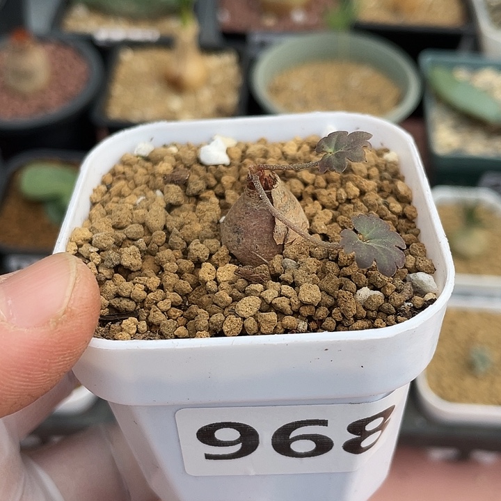 968产地肾叶杨葵块根