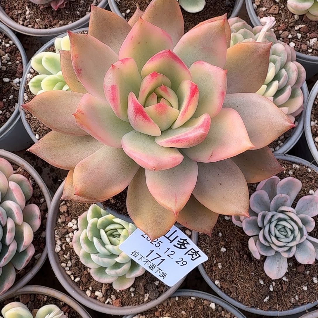 凤***9秋梅拉111111229-171