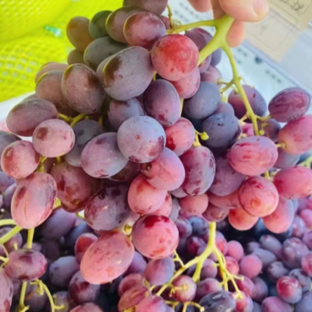 新疆无籽提 约500g新疆维吾尔自治区