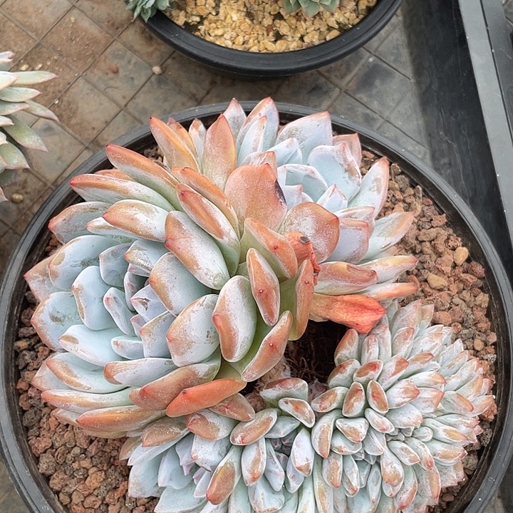 橙子缀，木质化老桩