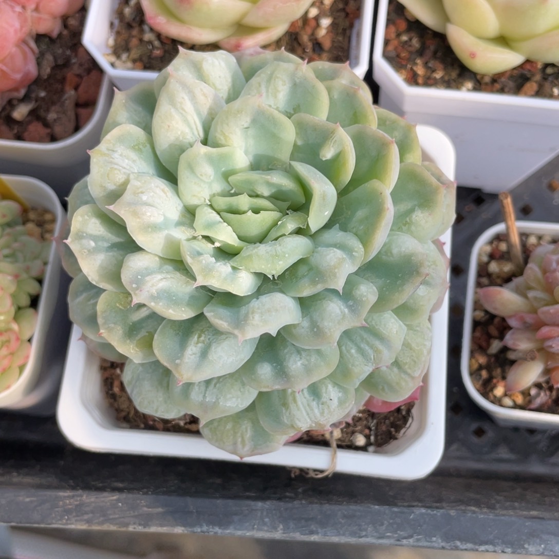 优选泡泡纱多肉9厘米1991