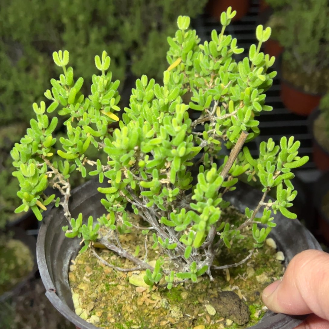 黄金糖球锦130杯老桩福利