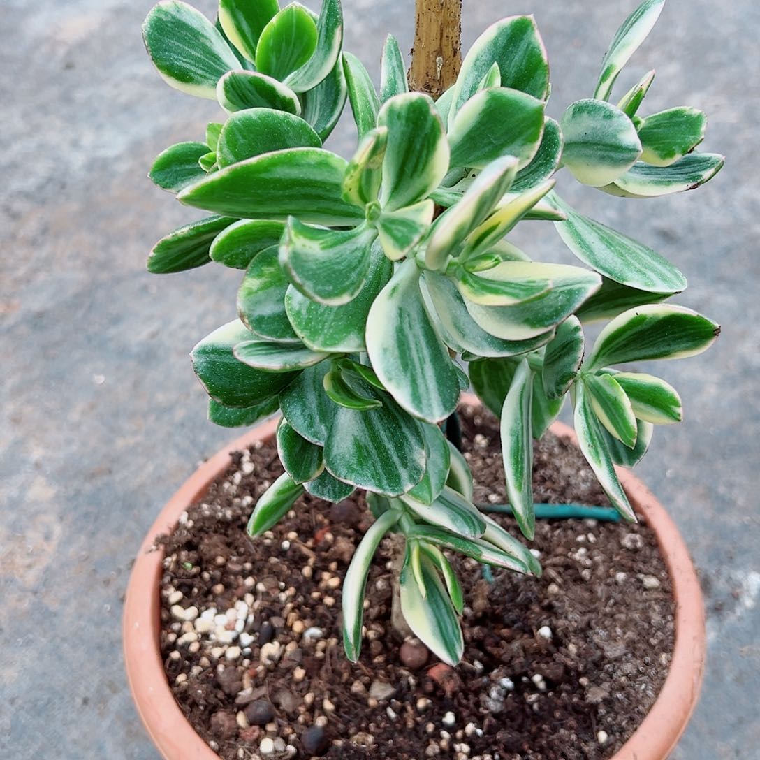 三色花月白锦带土球发货9482