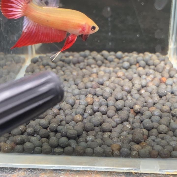 斗鱼泰国斗鱼214号