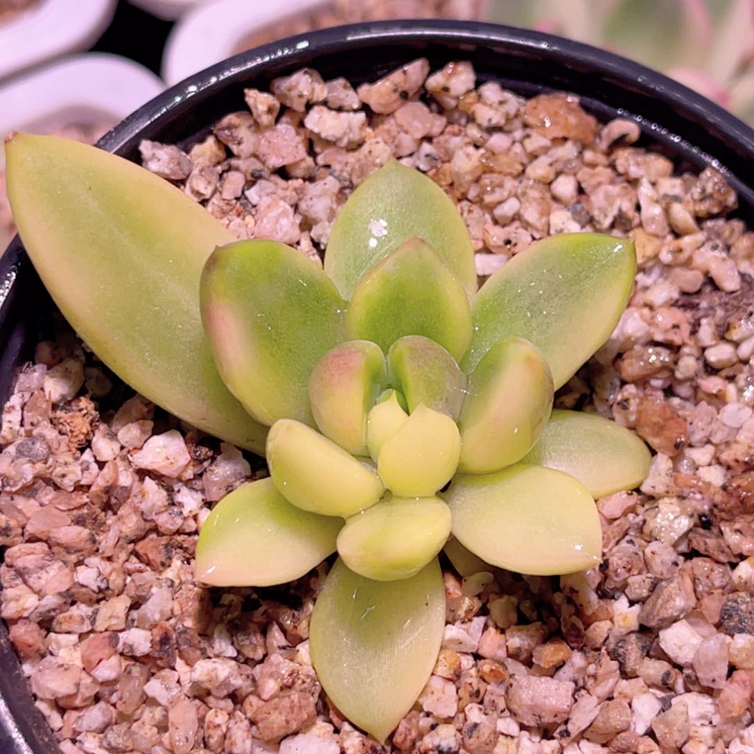 尚品特价红象牙锦底座腹轮