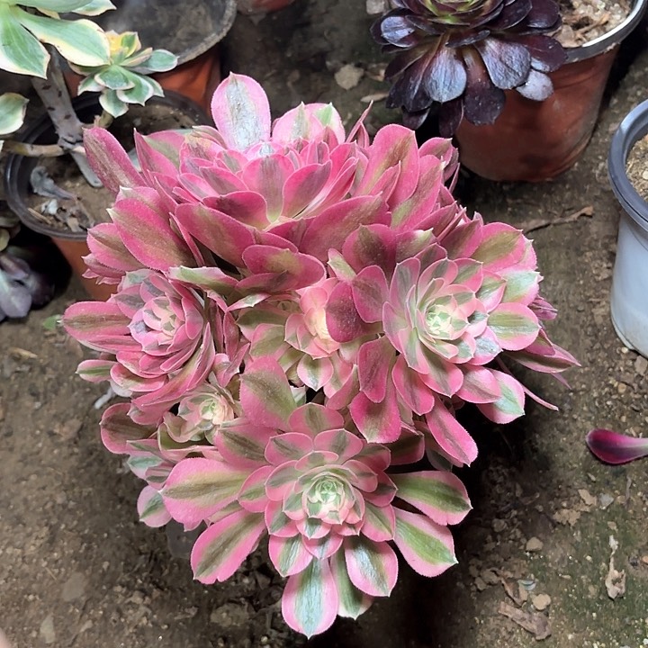 多肉植物粉女巫57