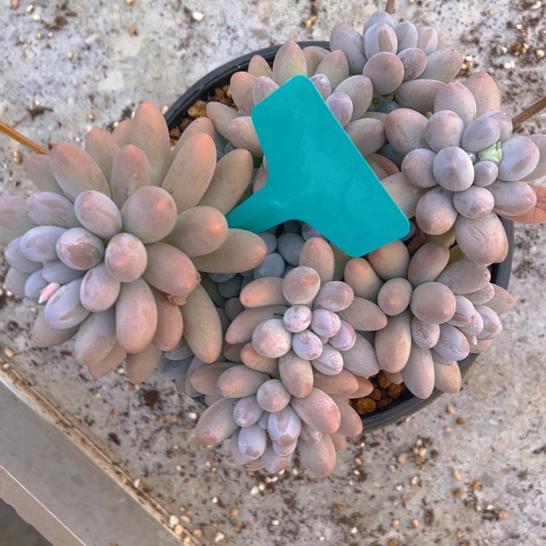 可*福利来了来了来了来我