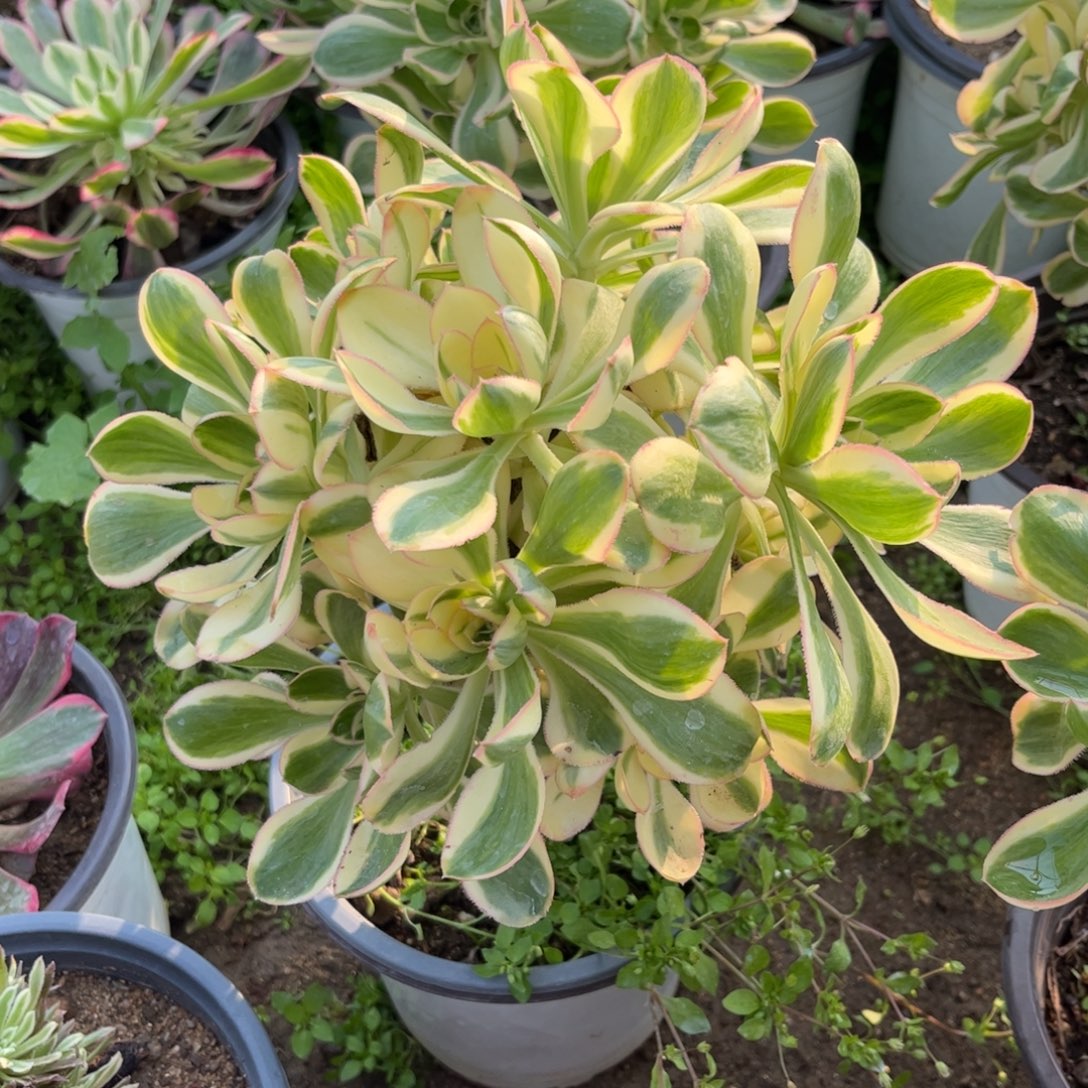 231多肉植物燕姿锦
