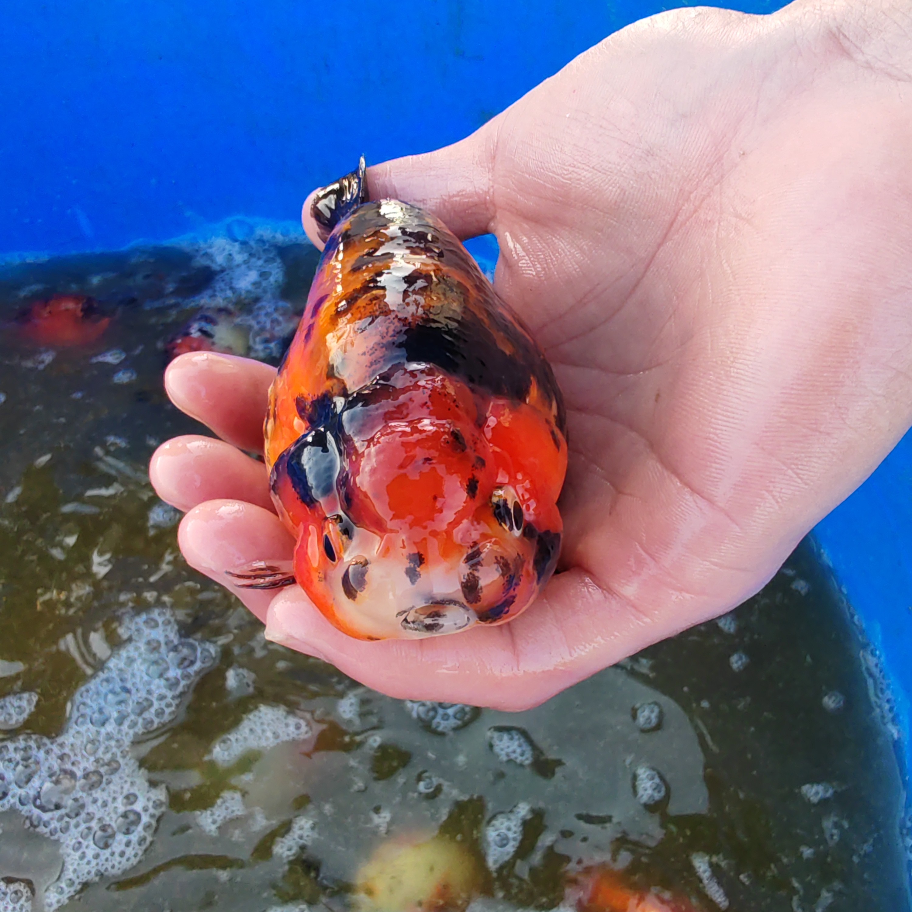 兰寿泰狮一号一拍 随心搭配 直播间拍摄 