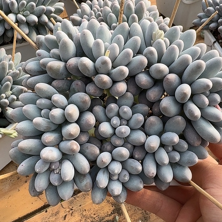*****汤圆多肉植物和植物