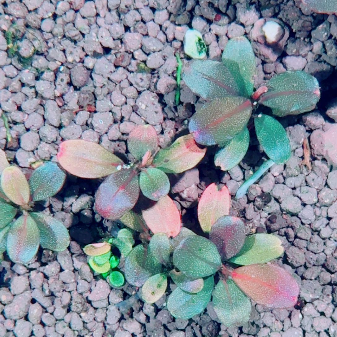 无花朵福利奶牛福利价植物价