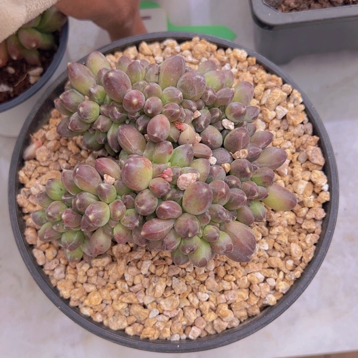 健健康康平平安安