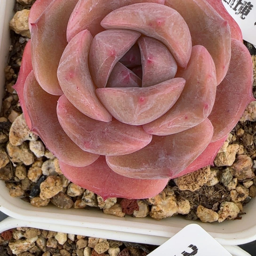 花语逸镜0127-364