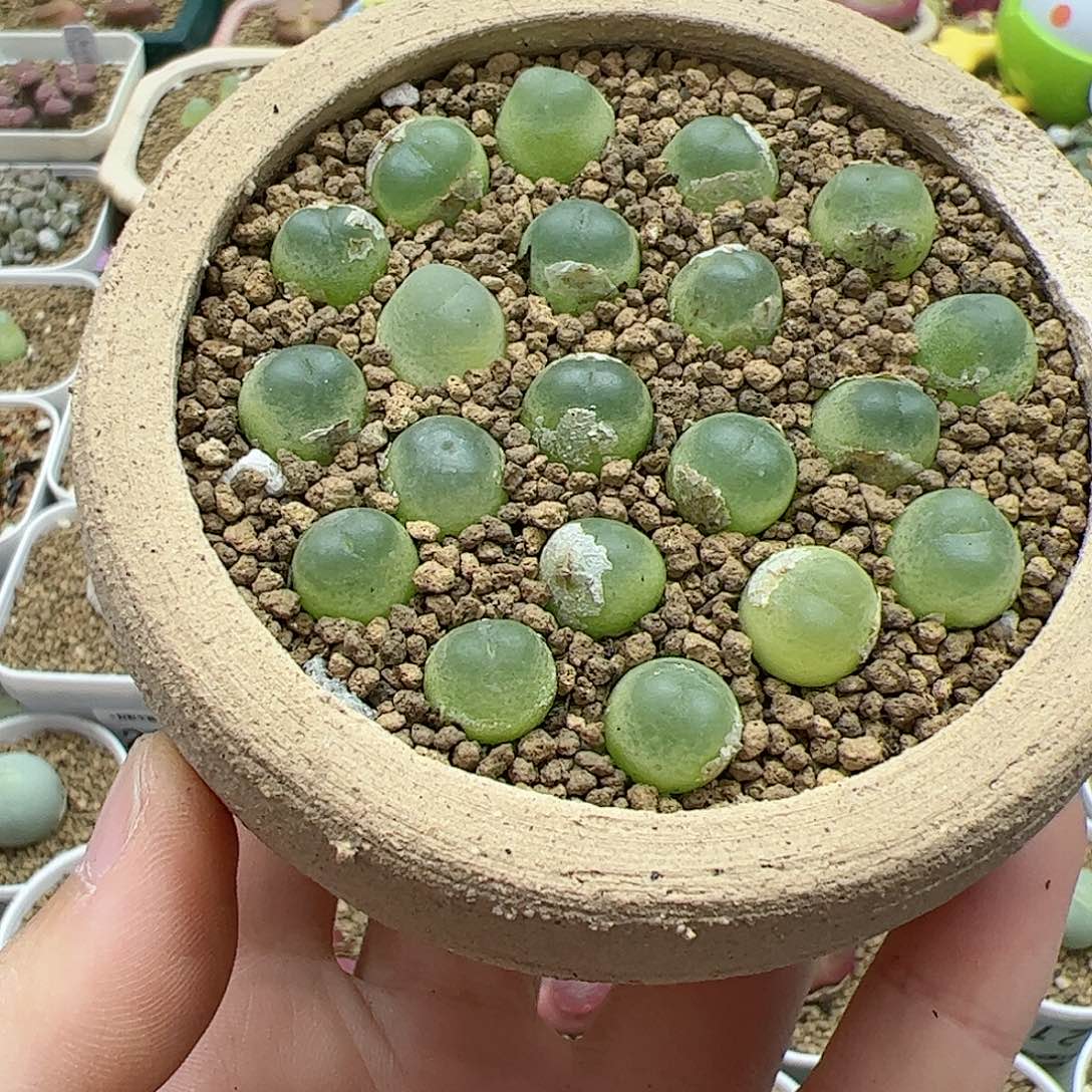 【闪购商品】紫皮拉登*5